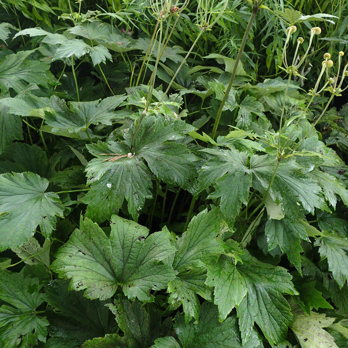 Anemone, Robustissima Grape Leaf Anemone