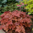 Coral Bells, PW® Fun and Games® Hopscotch Coral Bells
