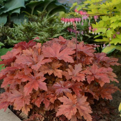 Coral Bells, PW® Fun and Games® Hopscotch Coral Bells