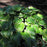 Hosta, Fragrant Bouquet Hosta