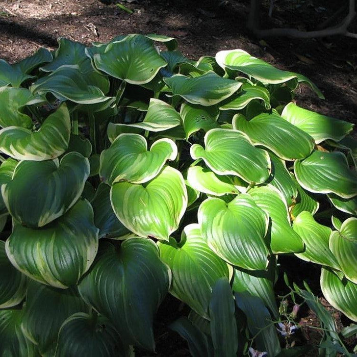 Hosta, Fragrant Bouquet Hosta
