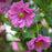 Anemone, Fantasy™ Pocahontas Anemone