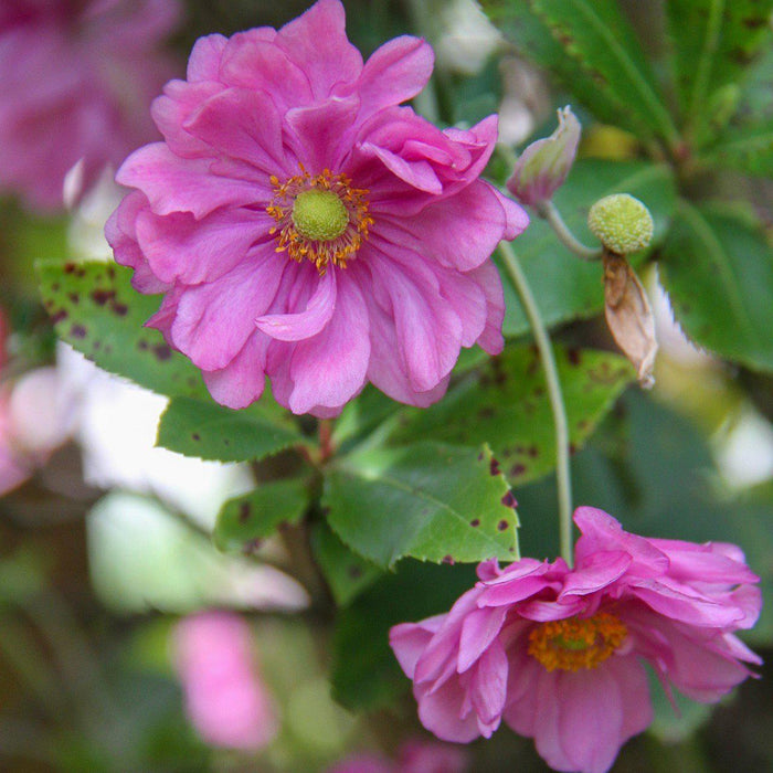 Anemone, Fantasy™ Pocahontas Anemone