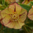 Hellebore, Honeymoon® Tropical Sunset Lenten Rose