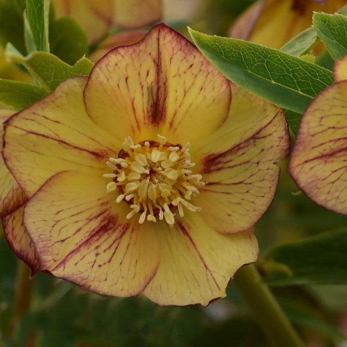 Hellebore, Honeymoon® Tropical Sunset Lenten Rose