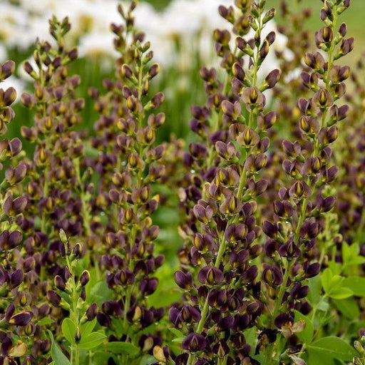 Baptisia, Decadence® Dark Chocolate False Indigo