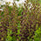 Baptisia, Decadence® Dark Chocolate False Indigo