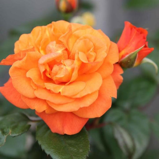 Rose, Showpiece™ Orange Rose