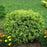 Arborvitae, Golden Globe Arborvitae