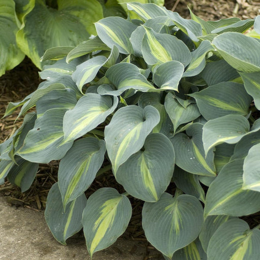 Hosta, Touch of Class Hosta