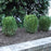 Boxwood, NewGen™ Freedom® Boxwood
