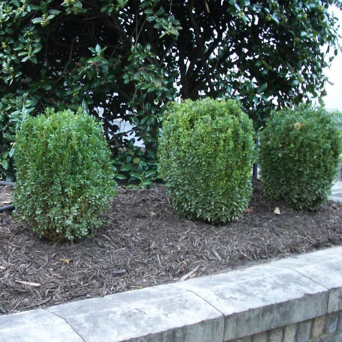 Boxwood, NewGen™ Freedom® Boxwood