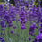 Lavandula angustifolia 'Armtipp01'  - Big Time Blue English Lavender