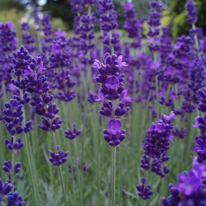 big time blue lavender plants Lavandula angustifolia 'Armtipp01'