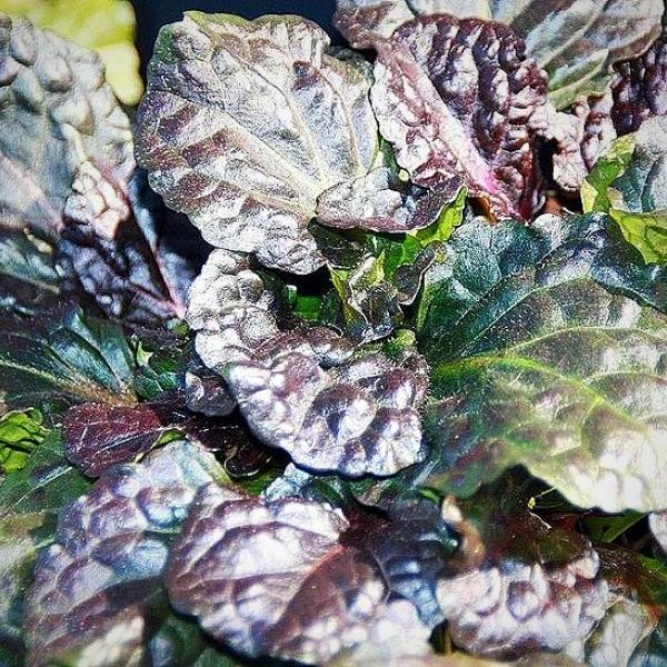 Bugle Weed, Black Scallop Bugle Weed