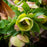 Hellebore, HGC® Champion Lenten Rose