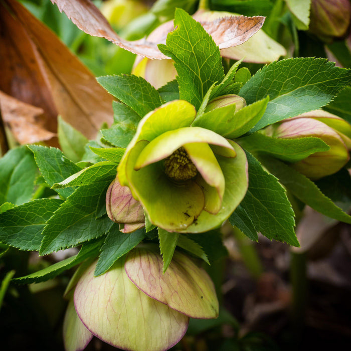 Hellebore, HGC® Champion Lenten Rose