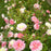 Rose, Easy Elegance® Music Box Rose