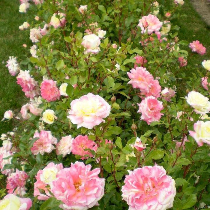 Rose, Easy Elegance® Music Box Rose