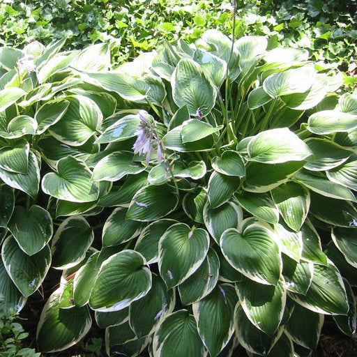 Hosta, Francee Hosta