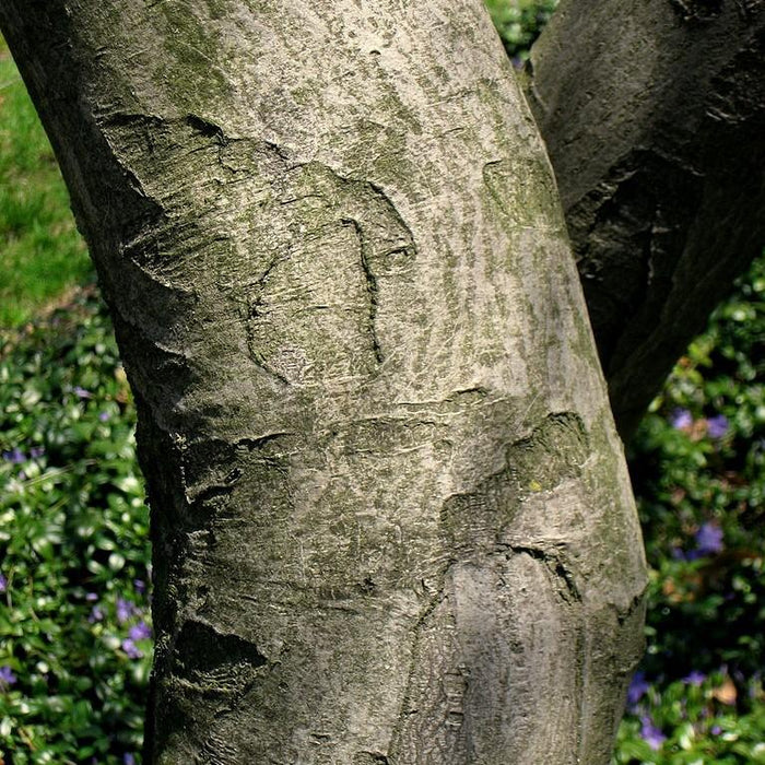 Serviceberry, Shadblow Serviceberry