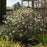 Viburnum, Sugar N' Spice™ Korean Spice Viburnum