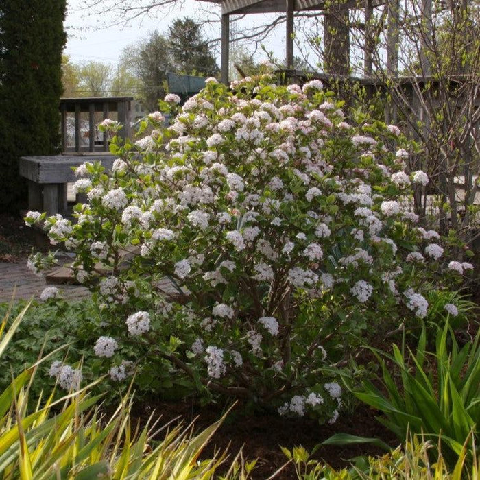 Viburnum, Sugar N' Spice™ Korean Spice Viburnum