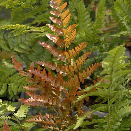 Fern, Brilliance Autumn Fern