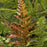 Fern, Brilliance Autumn Fern