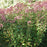 Joe Pye Weed, Gateway Joe Pye Weed
