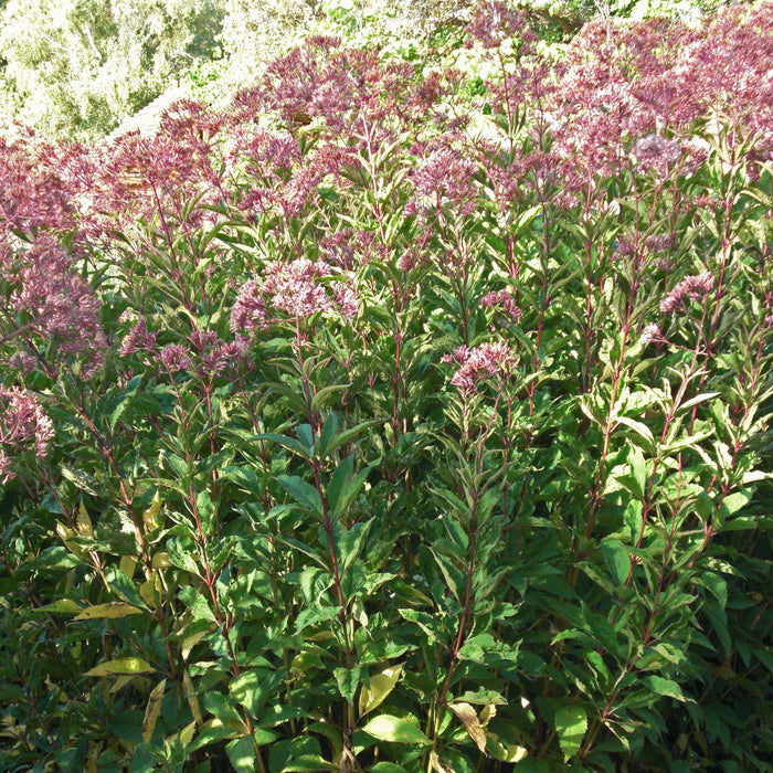 Joe Pye Weed, Gateway Joe Pye Weed