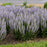 Salvia, Perfect Profusion Meadow Sage