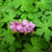 Cranesbill, Bevan's Variety Bigroot Cranesbill