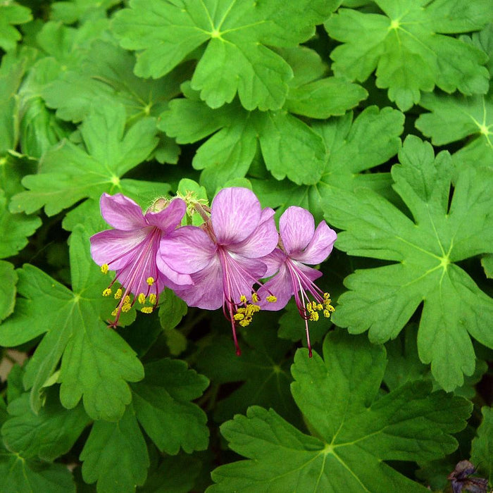 Cranesbill, Bevan's Variety Bigroot Cranesbill