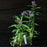 Aster, New England Aster