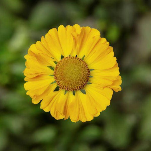 Sneezeweed, HayDay™ Gold Bicolor Sneezeweed