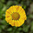 Sneezeweed, HayDay™ Gold Bicolor Sneezeweed