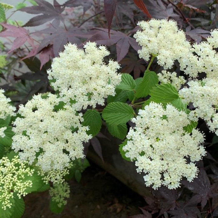 Viburnum, NativeStar® Plum Pudding Viburnum