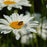 Shasta Daisy, Ooh La™ LaGrande Shasta Daisy