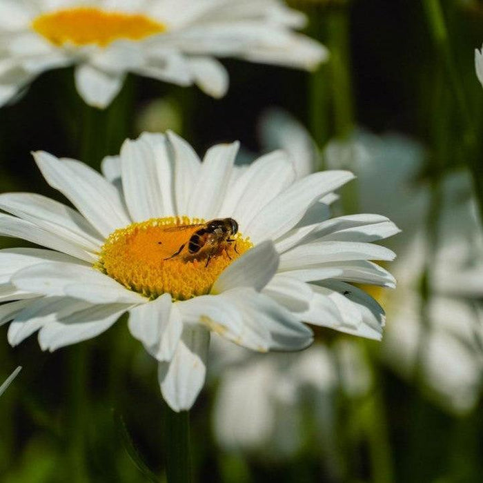 Shasta Daisy, Ooh La™ LaGrande Shasta Daisy