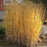 Grass, Thundercloud Swichgrass