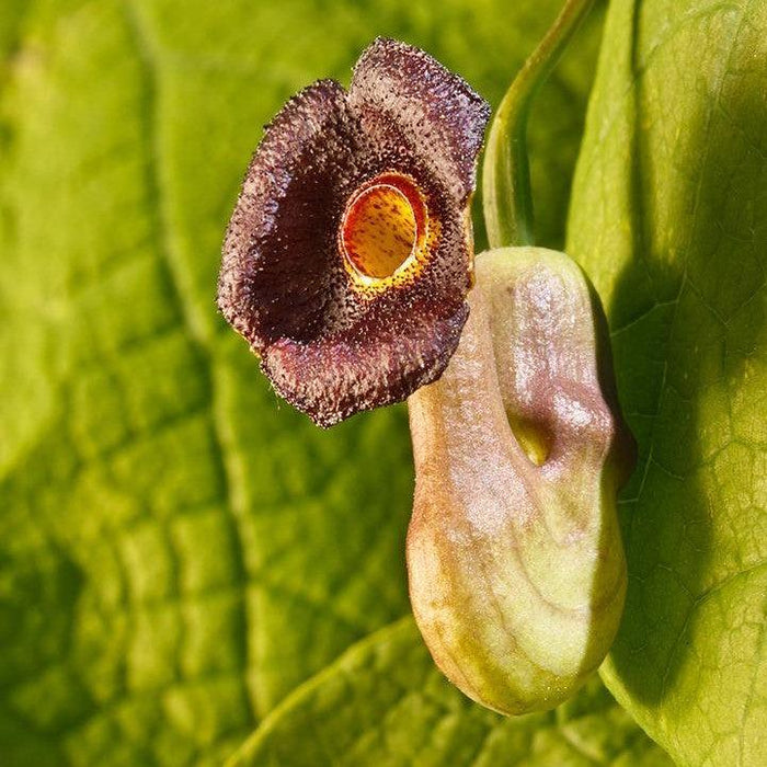Dutchman's Pipe