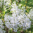Lilac, New Age™ White Lilac