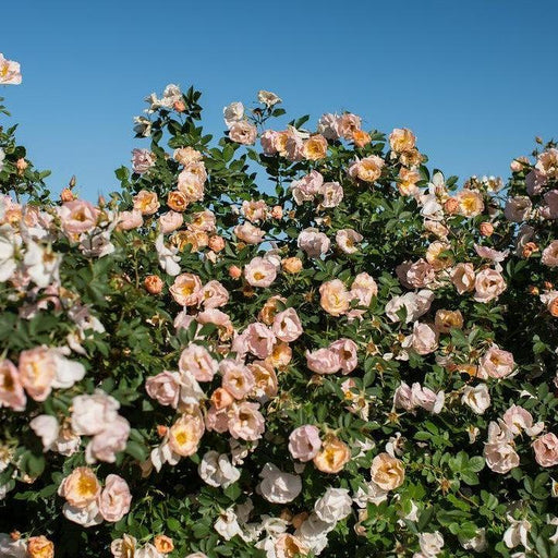 Rose, Rosa Above and Beyond™ Climbing Rose