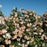 Rose, Rosa Above and Beyond™ Climbing Rose