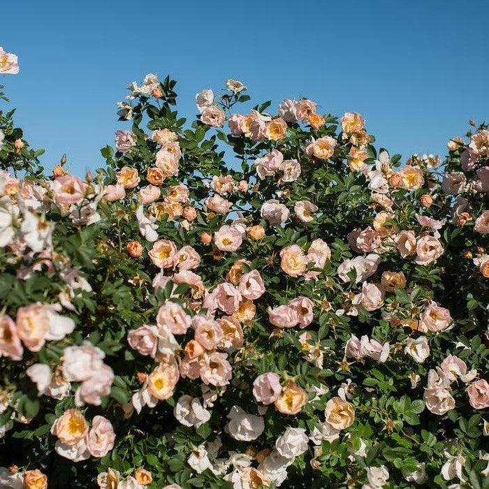 Rose, Rosa Above and Beyond™ Climbing Rose