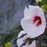 Hibiscus, Summerific® Perfect Storm Hibiscus