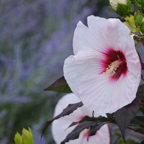 Hibiscus, Summerific® Perfect Storm Hibiscus