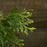 Arborvitae, Green Giant Arborvitae
