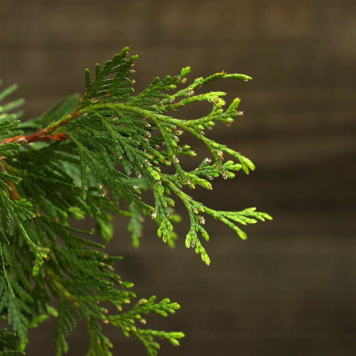 Arborvitae, Green Giant Arborvitae